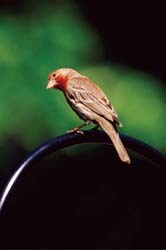 House Finch