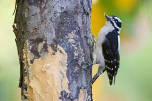 Downy Woodpecker