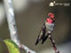 Anna's Hummingbird 