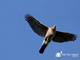 Cooper's Hawk 