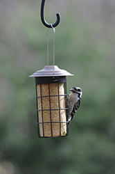 Wild Birds Unlimited Suet Cylinder Feeder